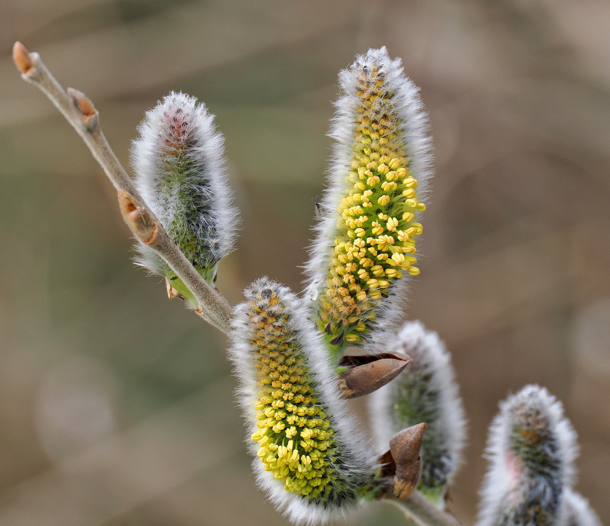 Frühling II.....