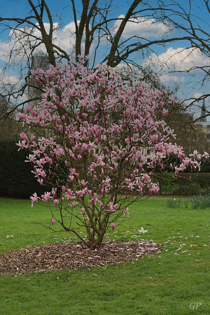 Frühling III