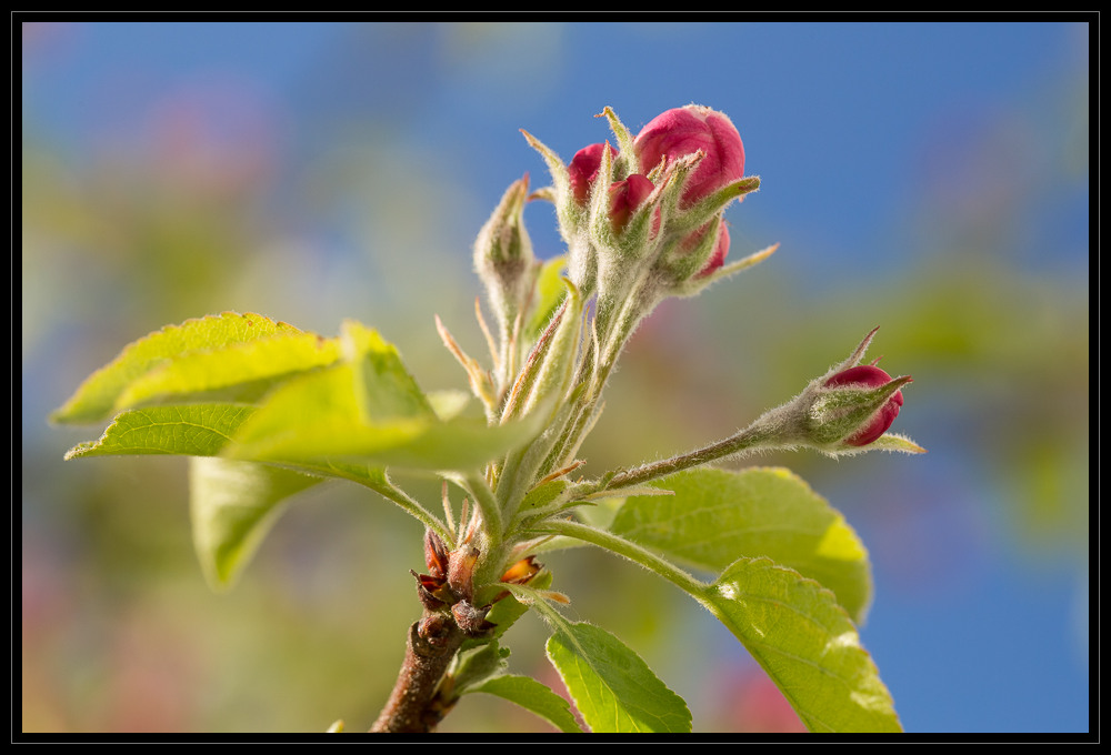 Frühling III