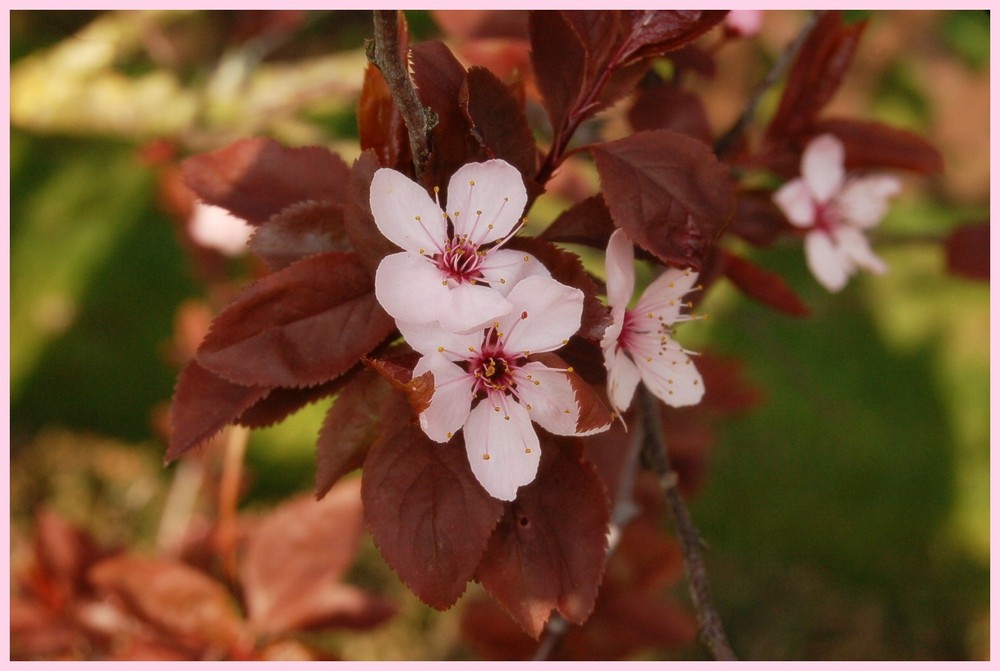 *Frühling* III