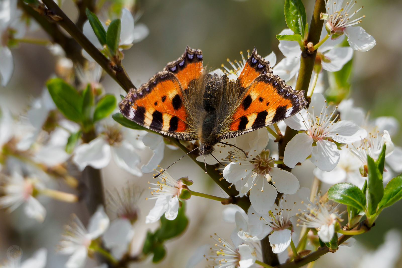 Frühling III