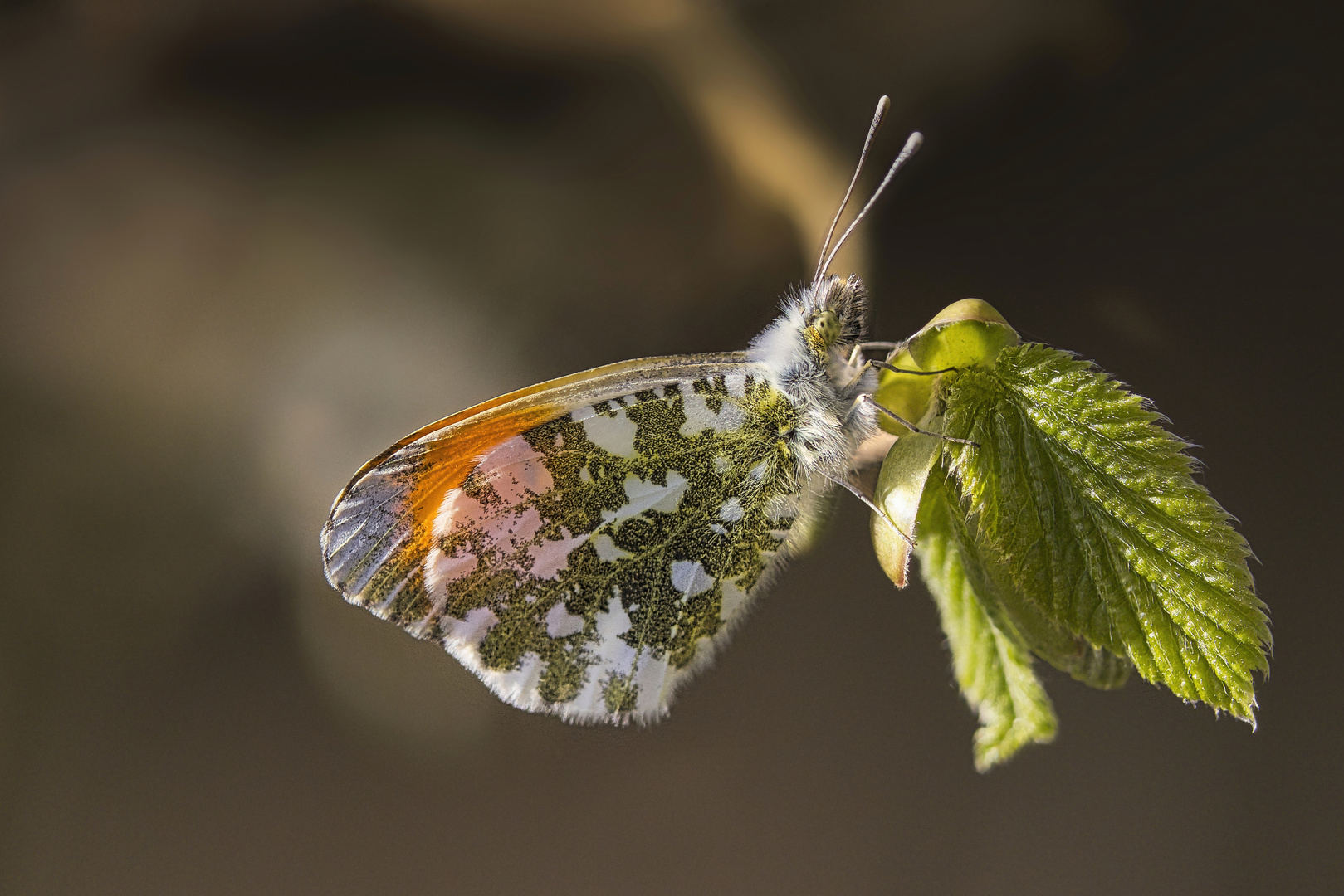 frühling III