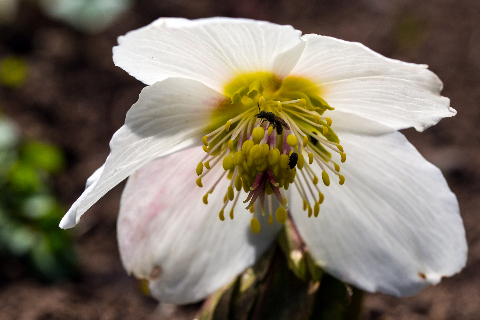 Frühling (III)