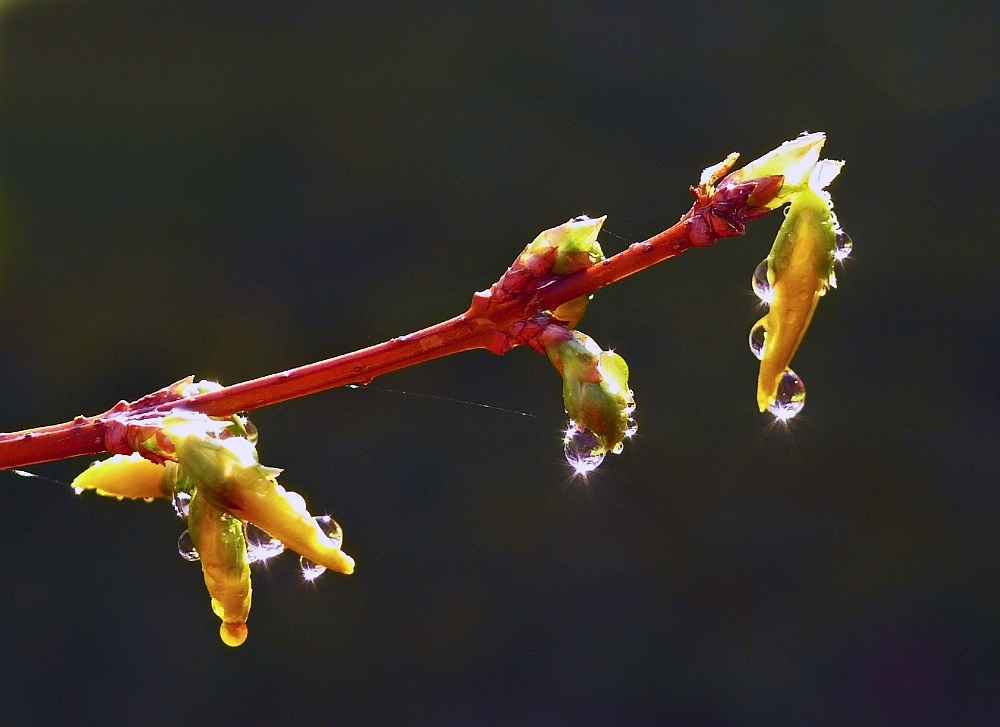 Frühling III