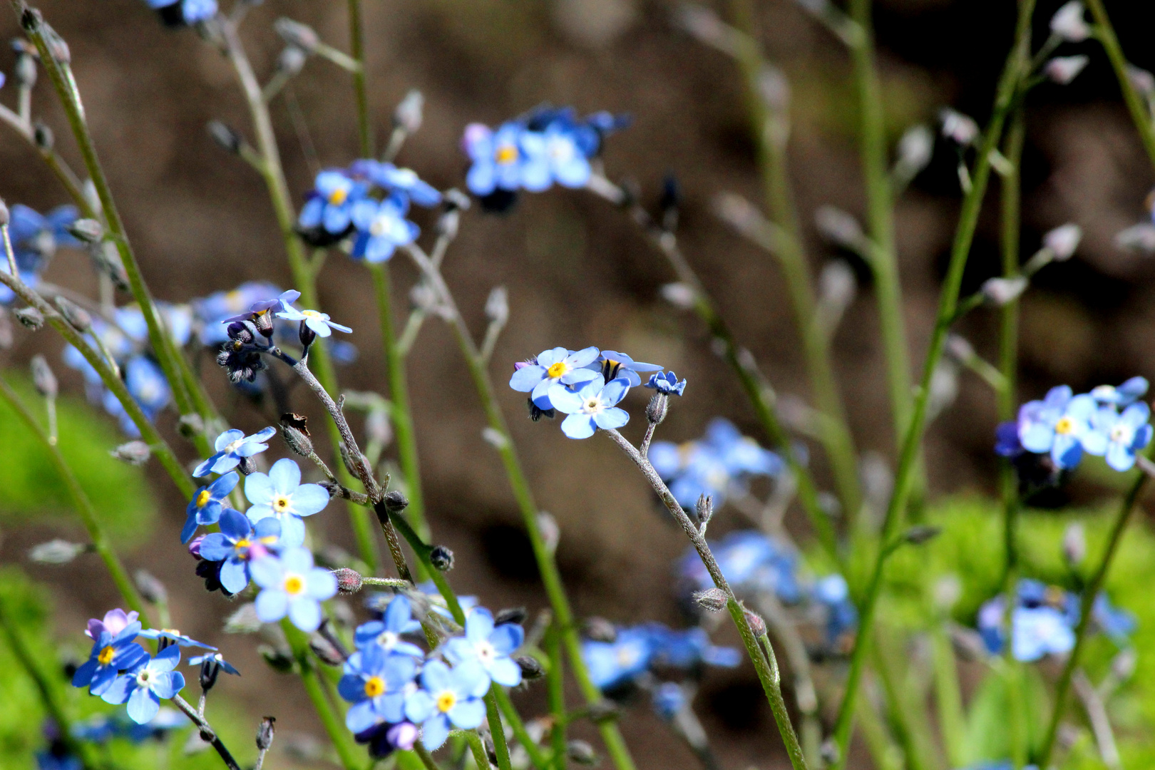 Frühling III