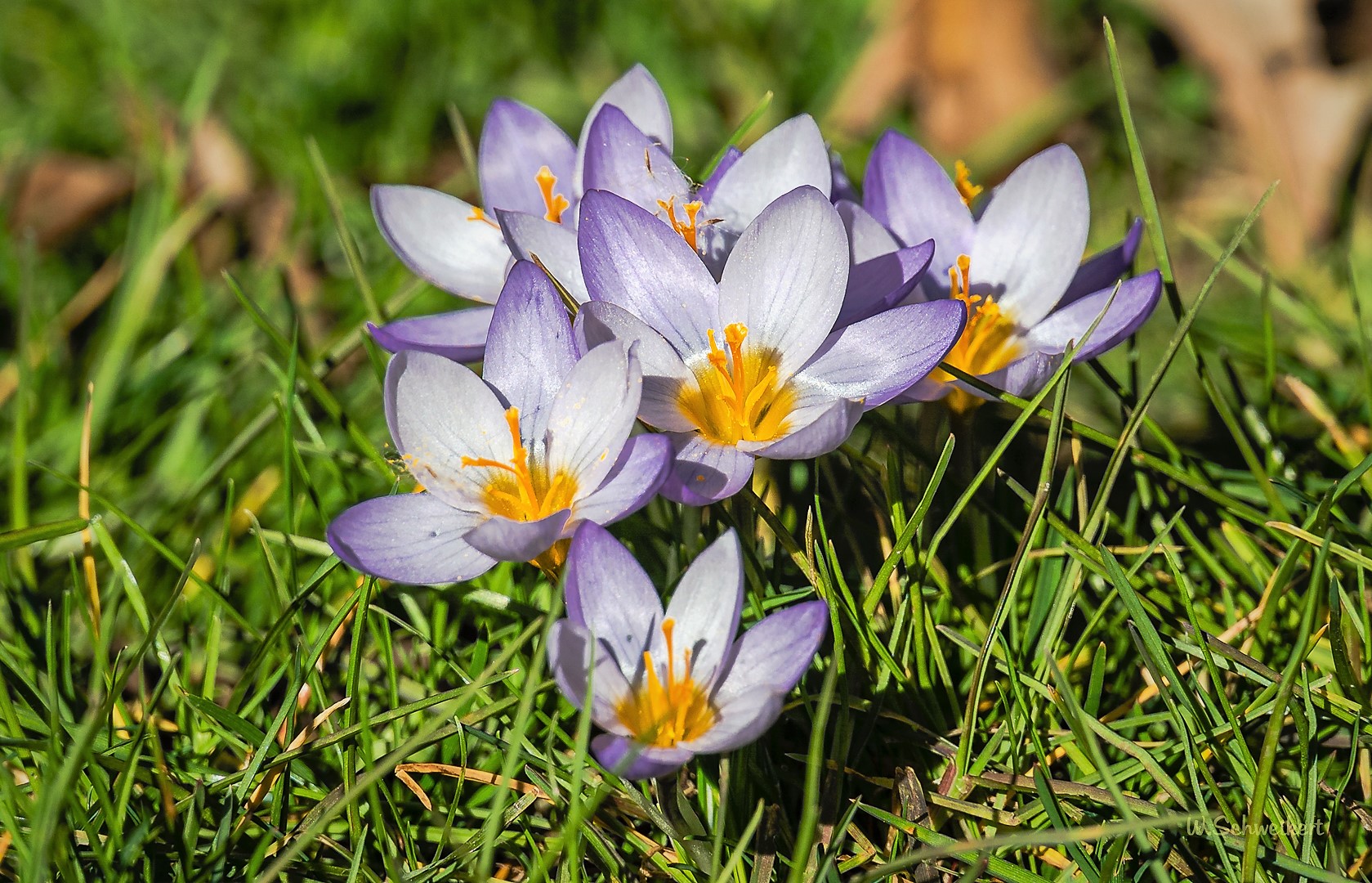 Frühling im 