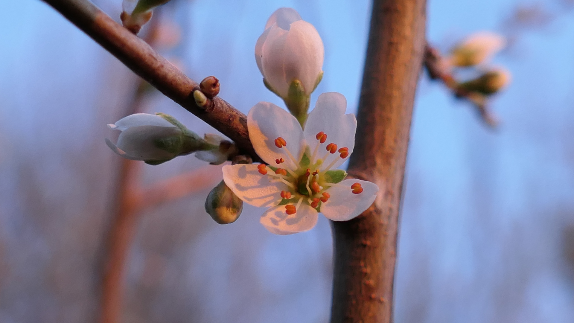 Frühling im Abendlicht 