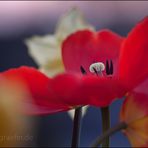 Frühling im Abendlicht