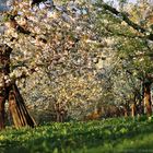 Frühling im Abendlicht