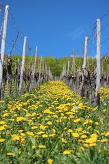 Frühling im Ahrtal 2013 (1)