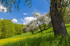 Frühling im Aichelbachtal