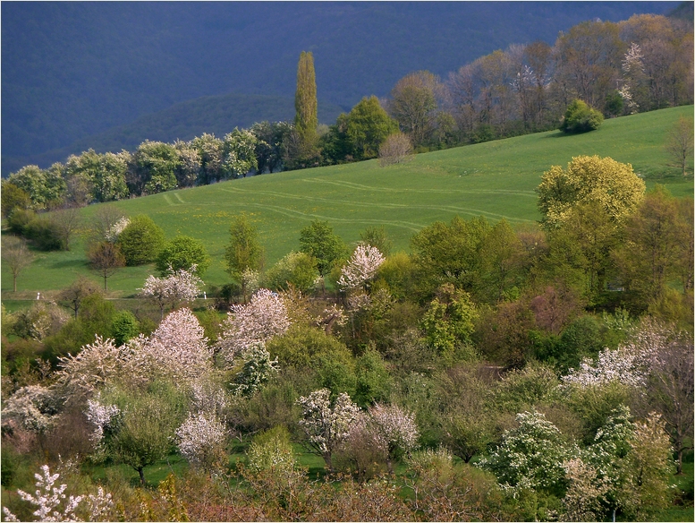 Frühling im Albvorland 2