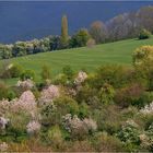 Frühling im Albvorland 2