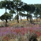 Frühling im Alentejo