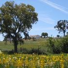 Frühling im Alentejo