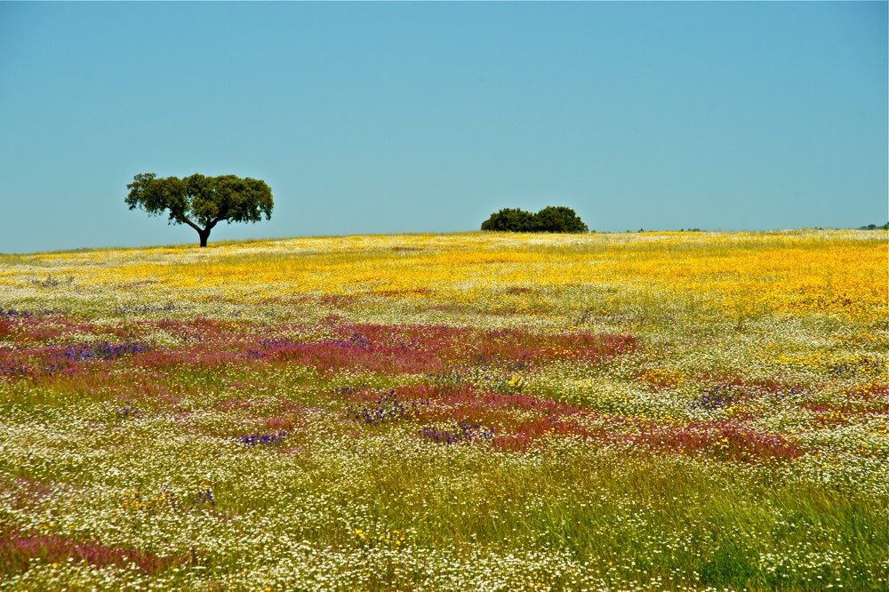 Frühling im Alentejo I