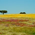 Frühling im Alentejo I