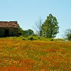 Frühling im Alentejo II