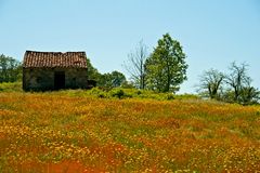 Frühling im Alentejo II