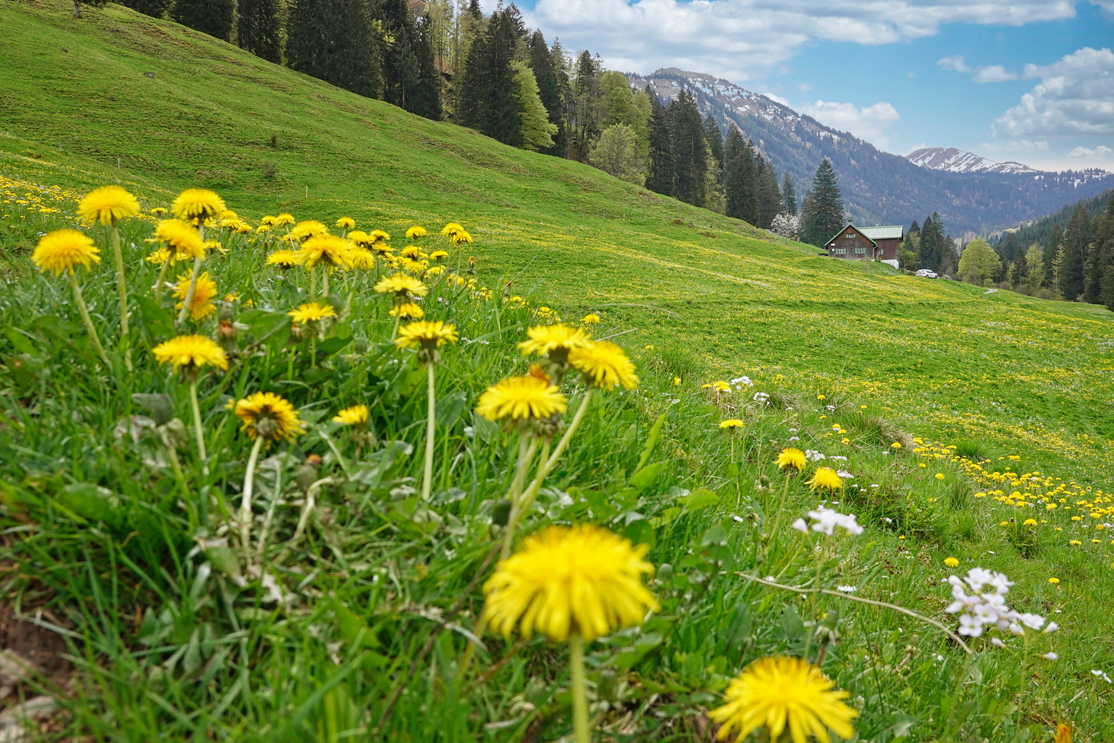 Frühling im Allgäu