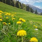 Frühling im Allgäu