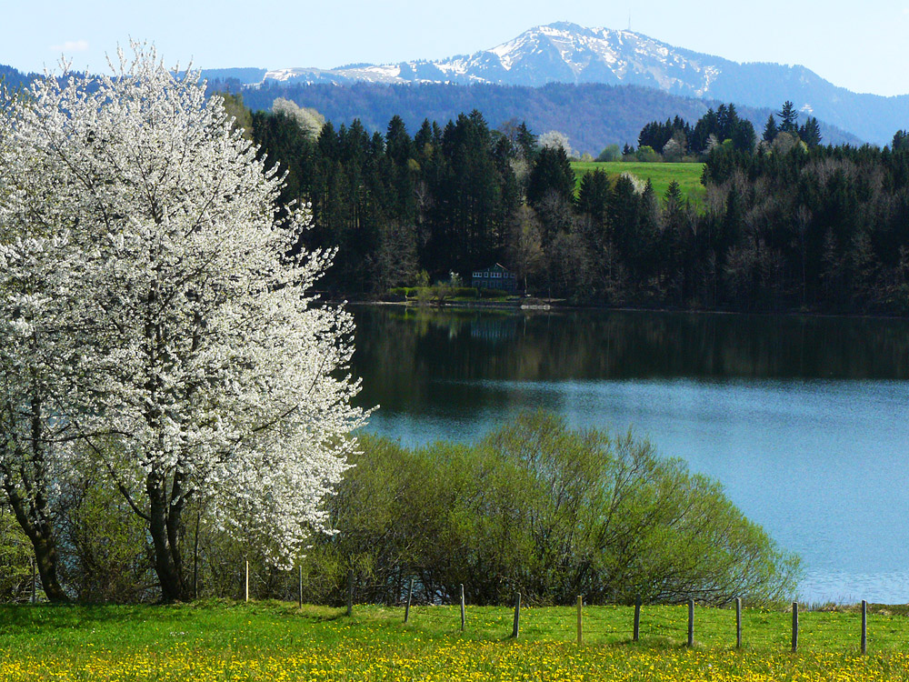 Frühling im Allgäu