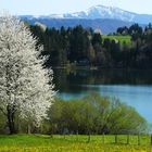 Frühling im Allgäu