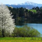 Frühling im Allgäu