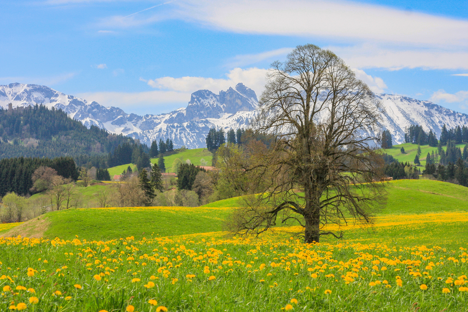 Fruehling im Allgaeu