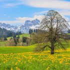 Fruehling im Allgaeu