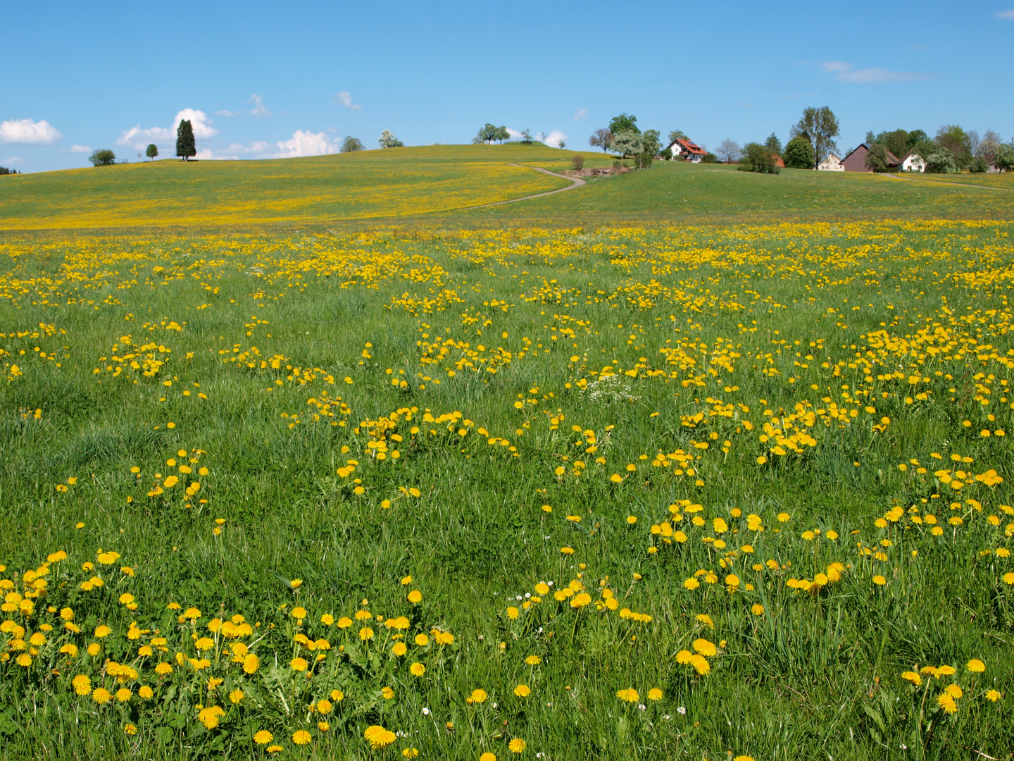 Frühling im Allgäu bei Kisslegg