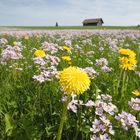 Frühling im Allgäu