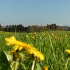 Frühling im Allgäu