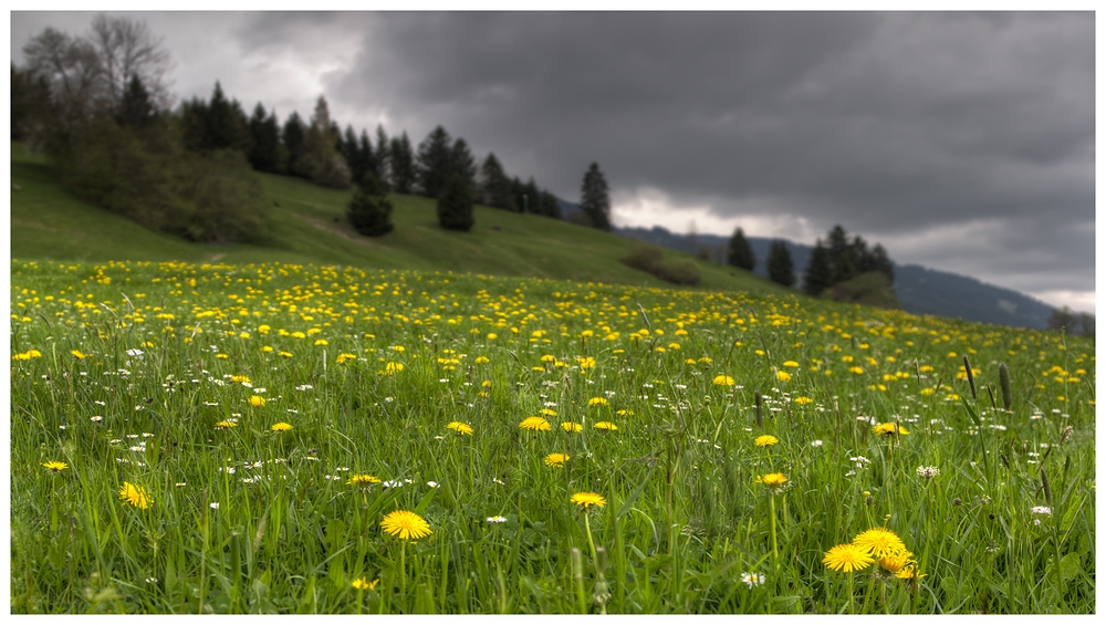 Frühling im Allgäu - II