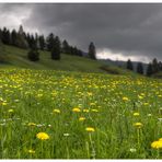 Frühling im Allgäu - II