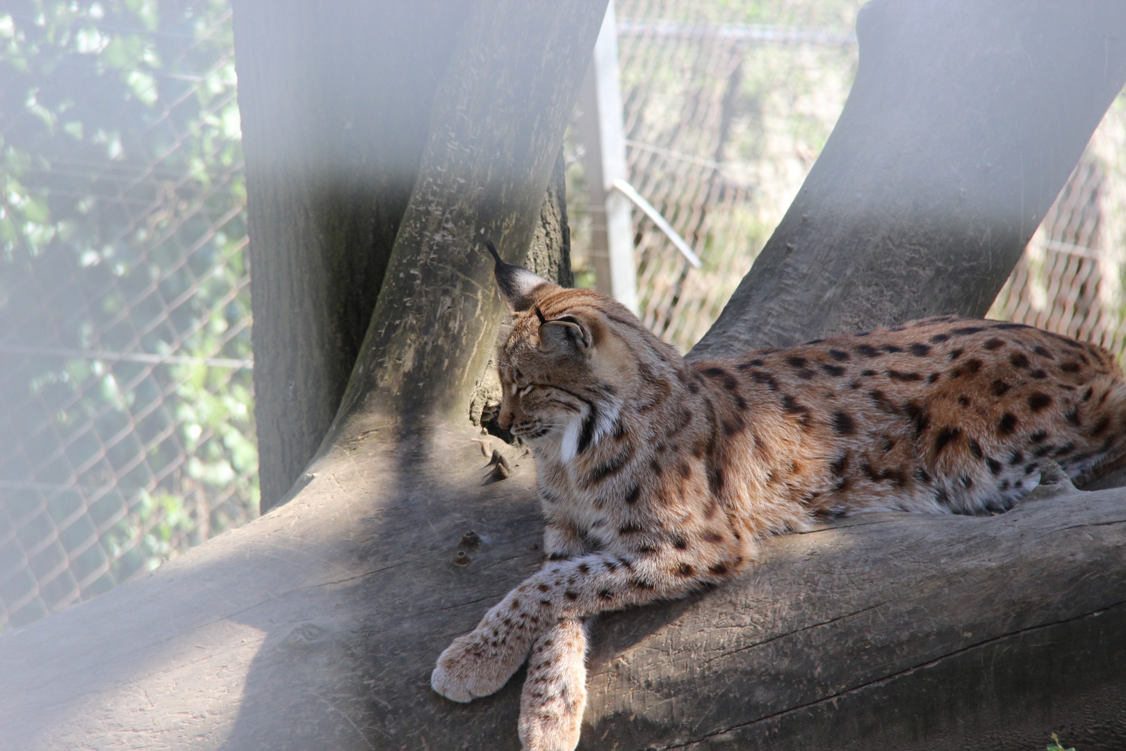 Frühling im Alpenzoo 2