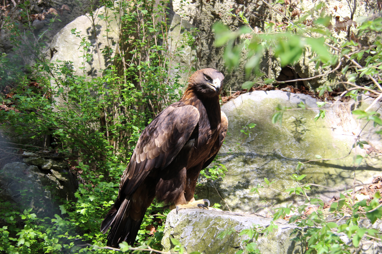 Frühling im Alpenzoo 3