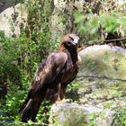 Frühling im Alpenzoo 3