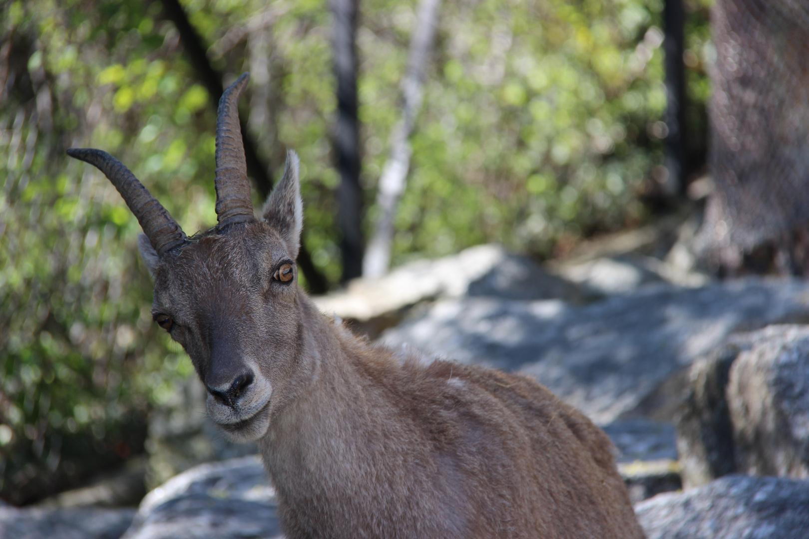 Frühling im Alpenzoo 4