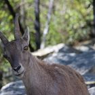 Frühling im Alpenzoo 4