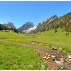 Frühling im Alpstein