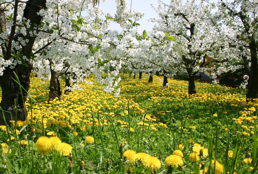 Frühling im alten Land