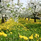 Frühling im alten Land