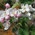 Frühling im Alten Land