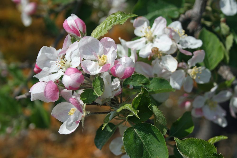 Frühling im Alten Land