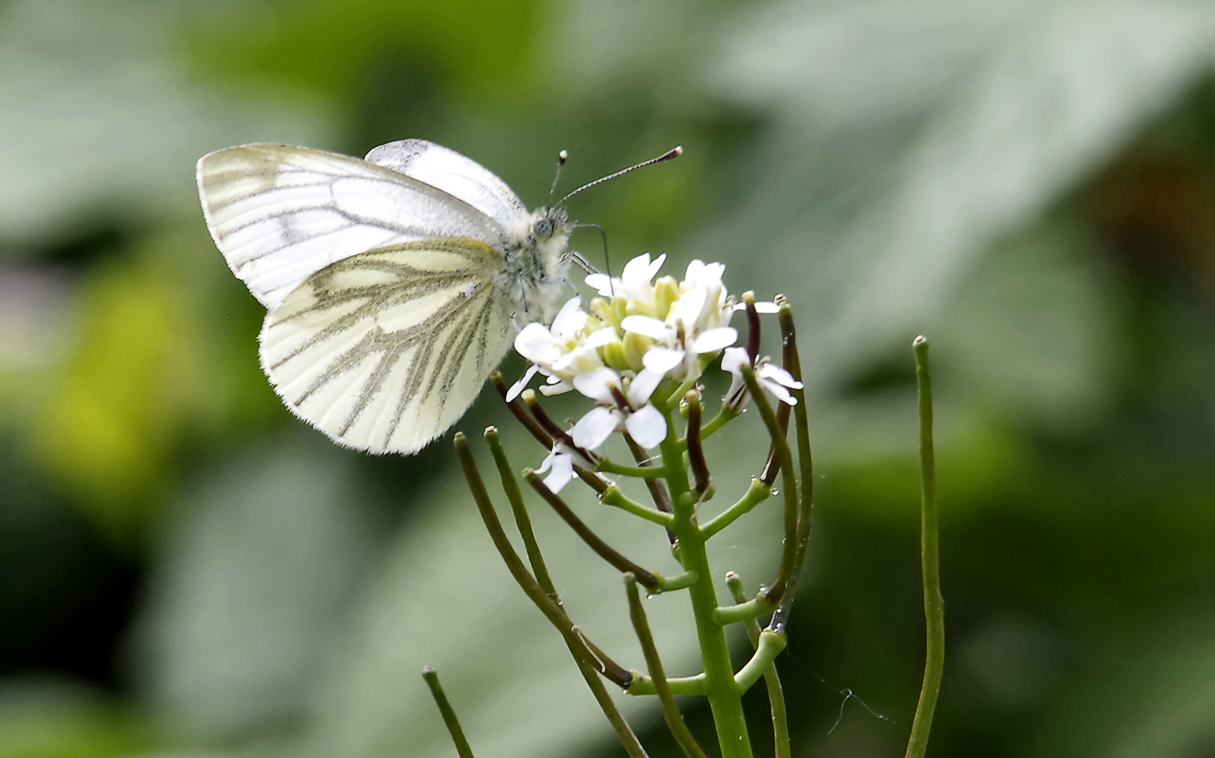 ...Frühling im alten Steinbruch