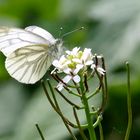 ...Frühling im alten Steinbruch