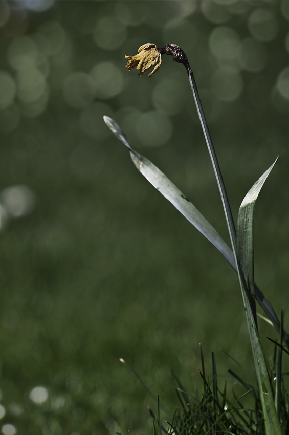 Frühling im Alter