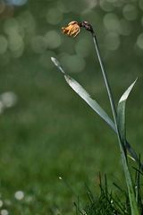 Frühling im Alter