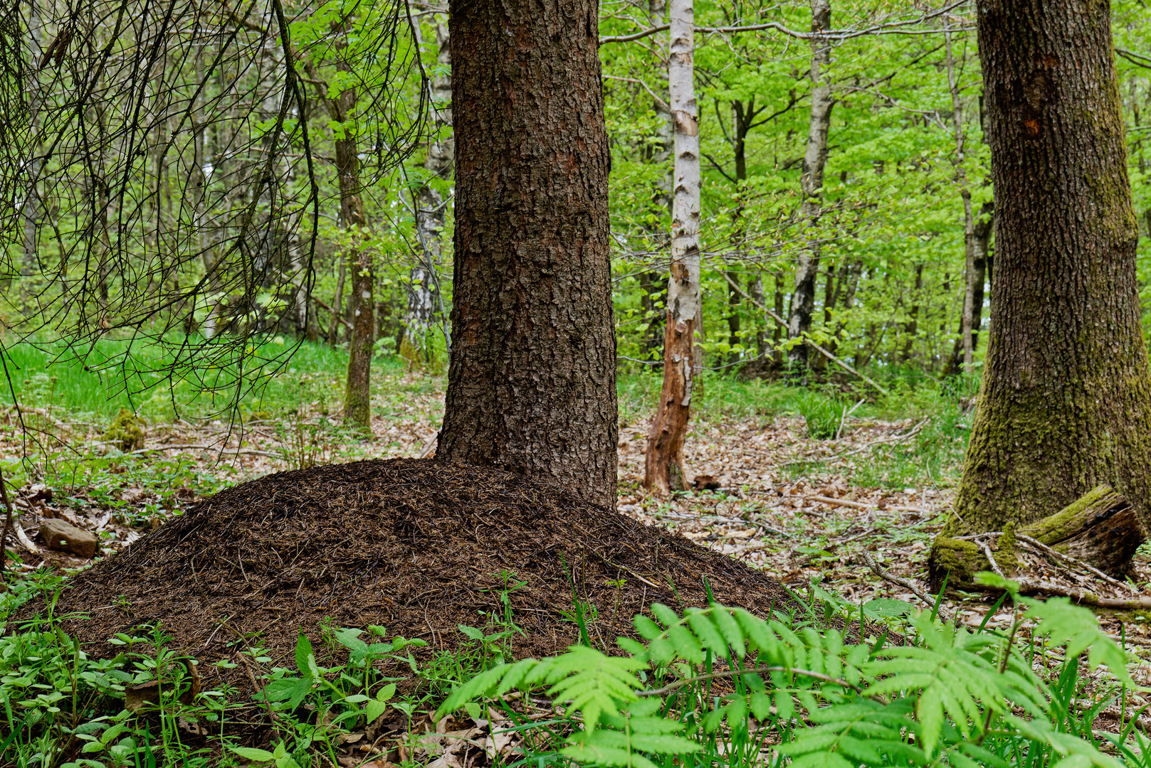 Frühling im Ameisenland